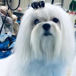Maltese from Maltese By Valerie