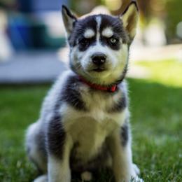 Siberian Husky Puppies from PNWHuskies