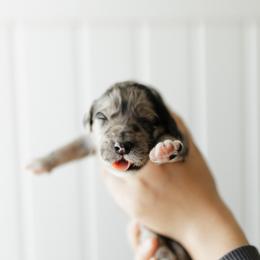 Reba - Red Collar - Merle female Goldendoodle puppy in Newell, Iowa from Front Porch Goldens