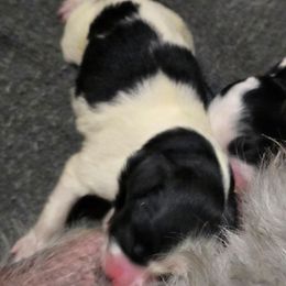 Girl 2 - Black and white female Aussiedoodle puppy in Lebanon, Oregon from Abbott Family Farm