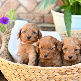 Cavapoos from Divinity Grace Cavapoos