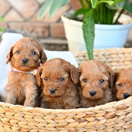 Cavapoos from Divinity Grace Cavapoos