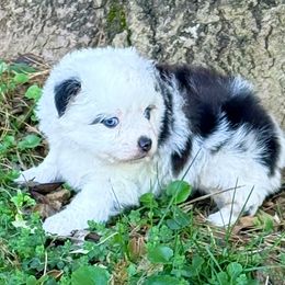 Hawk - Blue merle male Toy Australian Shepherd puppy in Blacksburg, South Carolina from Blue’s Family Aussies