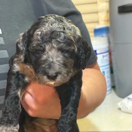Caroline - Merle female Goldendoodle puppy in Petersburg, West Virginia from Wv Diva Doodles