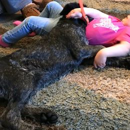 Buck - German Wirehaired Pointer