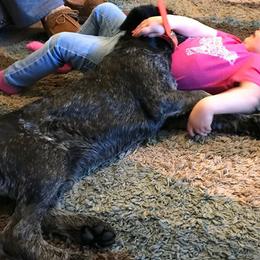 Buck - German Wirehaired Pointer