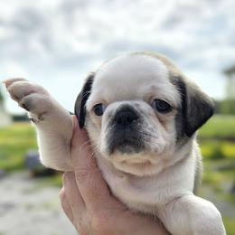 Boy 3 (Panda) - Cream male Pug puppy in Auburn, Kentucky from Prentice Family Pugs