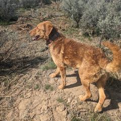 Makai - Chesapeake Bay Retriever