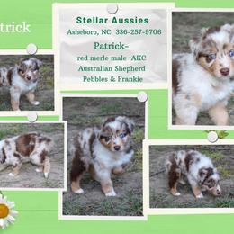 Patrick - Red merle male Australian Shepherd puppy in Asheboro, North Carolina from Stellar Aussies