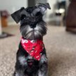 Miniature Schnauzer Puppies from Pups With Potential