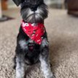 Miniature Schnauzer Puppies from Pups With Potential