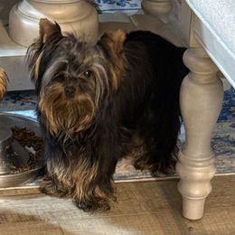 Tiana - Black and tan female Yorkshire Terrier puppy in Statham, Georgia from The Yorkie Love Shack