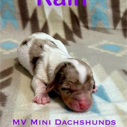 Rain - Dapple female Dachshund puppy in Carlsbad, Texas from MV Mini Dachshunds