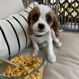 Cavalier King Charles Spaniel Puppies from Colorful Cavaliers