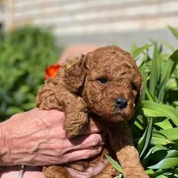 Goldendoodle Puppies from Bo Doodles