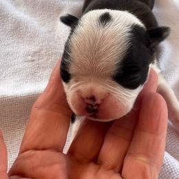 Boy 1 - Black brindle and white male Boston Terrier puppy in Madera Acres, California from Muggin Bostons Terriers and Mini Dachshund
