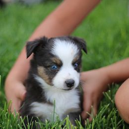 Australian Shepherd, Miniature American Shepherd, Miniature Australian Shepherd, and Toy Australian Shepherd Puppies from Painted Blue Aussies
