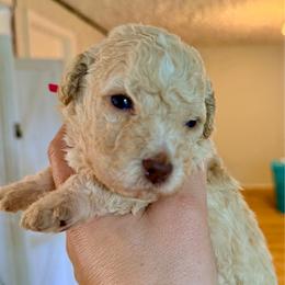 Phloxy (pink collar) - Orange female Lagotto Romagnolo puppy in Ashland, Ohio from SS Australian Shepherds