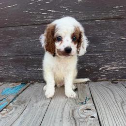 Bobby - Blenheim male Cavapoo puppy in Spanish Fork, Utah from Sugar Doodles Pups