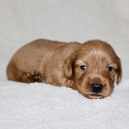 Rayna - Cream female Dachshund puppy in Fairfax, Iowa from Grayson’s Lovable Dachshunds