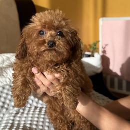 Dottie - Red  female Poodle puppy in Hollywood, Florida from Royal Goldendoodle