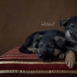 German Shepherd Puppies from Zwinger vom haus Huro