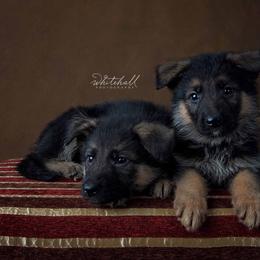 German Shepherd Puppies from Zwinger vom haus Huro