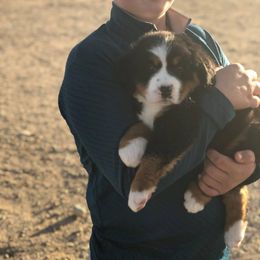 Bernedoodle and Bernese Mountain Dog Puppies from Mountain Top Bernedoodles