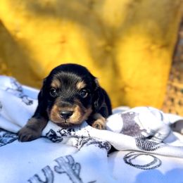 Rudy - Black and tan male Dachshund puppy in California from Ranch Hand Weenies