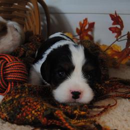 Baron - Tri-color male Cavalier King Charles Spaniel puppy in Mountain Grove, Missouri from Dogwood & Sassafras Companions