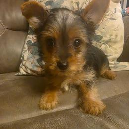 Venus (Dark Blue) - Black and tan male Yorkshire Terrier puppy in Fayetteville, Tennessee from Mina's Yorkies