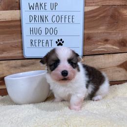 Grant-fluffy - Sable and white male American Corgi puppy in Stillwater, Oklahoma from Steele Family Farms