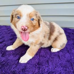 Maisie - Red merle female Australian Shepherd puppy in Charlotte, North Carolina from Awesome Aussies