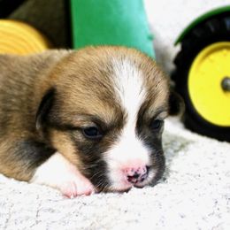 Mahindra - Red female Pembroke Welsh Corgi puppy in Greentop, Missouri from Sevits Corgis & Golden Retrievers