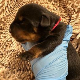 Pick 1 - Black and mahogany female Rottweiler puppy in Lyons, Indiana from White River Rottweilers