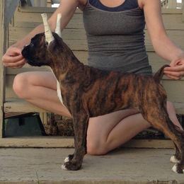 Boxer Puppies from Vintage Boxers