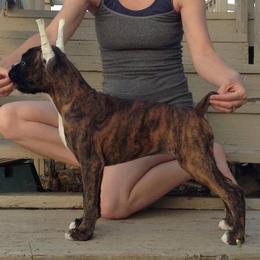 Boxer Puppies from Vintage Boxers