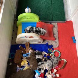 Miniature Australian Shepherd Puppies from Blue Skye's Miniature Australian Shepherds