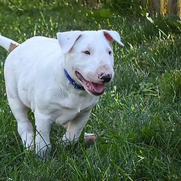 Bull Terrier Puppies from Virtue Bull Terriers
