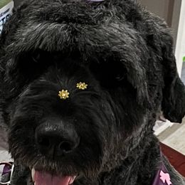 Lily - Bouvier des Flandres