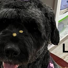Lily - Bouvier des Flandres