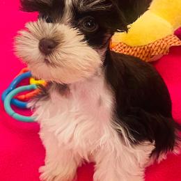Liver Tan Parti 1 - Parti female Miniature Schnauzer puppy in Malvern, Arkansas from Deep South Miniature Schnauzers