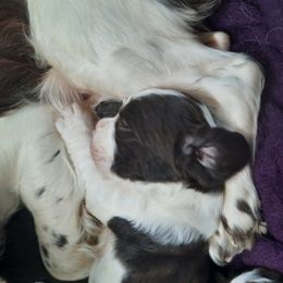 English Springer Spaniel Puppies from Brambleberry Springers