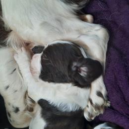 English Springer Spaniel Puppies from Brambleberry Springers