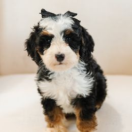 Gray Collar Female 'Boots' - Tri-color female Bernedoodle puppy in Kamas, Utah from A + E Farms