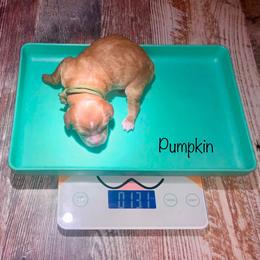 Pumpkin - Red and white male Cockapoo puppy in Hermiston, Oregon from Columbia River Cockapoos