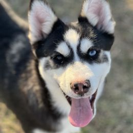 Tundra - Black and white Pomsky puppy in Lewiston, Minnesota from Family Pomsky