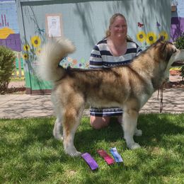 Pineapple - Alaskan Malamute