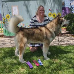 Pineapple - Alaskan Malamute