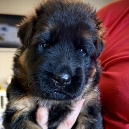 Indus Anubis (Red Ribbon) - Black and red male German Shepherd puppy in Purcellville, Virginia from Starry Night German Shepherd Dogs